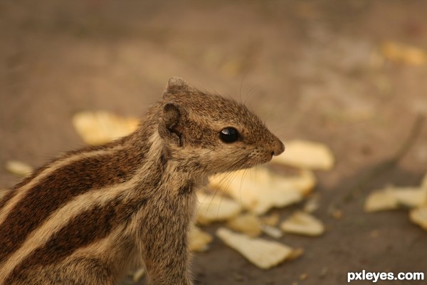 candid squirrel