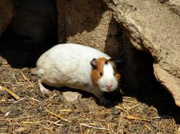 Guineapig