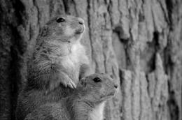 Prairiedogs