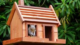 bird house