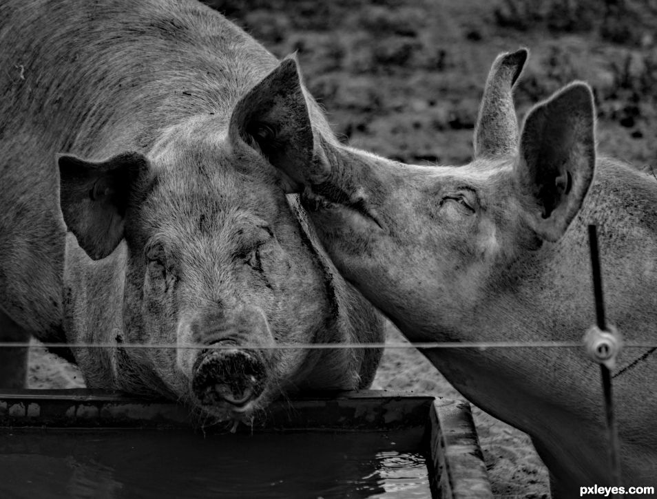 Even Pigs can be Romantic