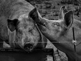 Even Pigs can be Romantic