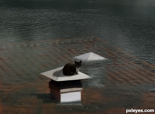 Cat On A Flooded Roof