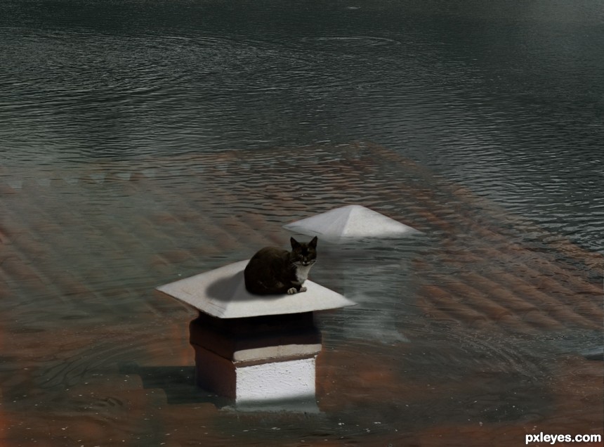 Cat On A Flooded Roof photoshop picture)