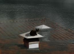 Cat On A Flooded Roof