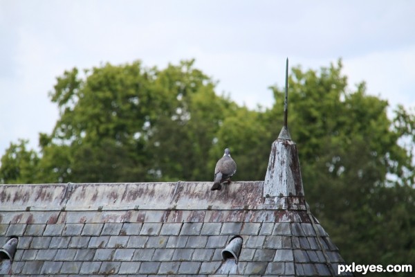 Pouting dove