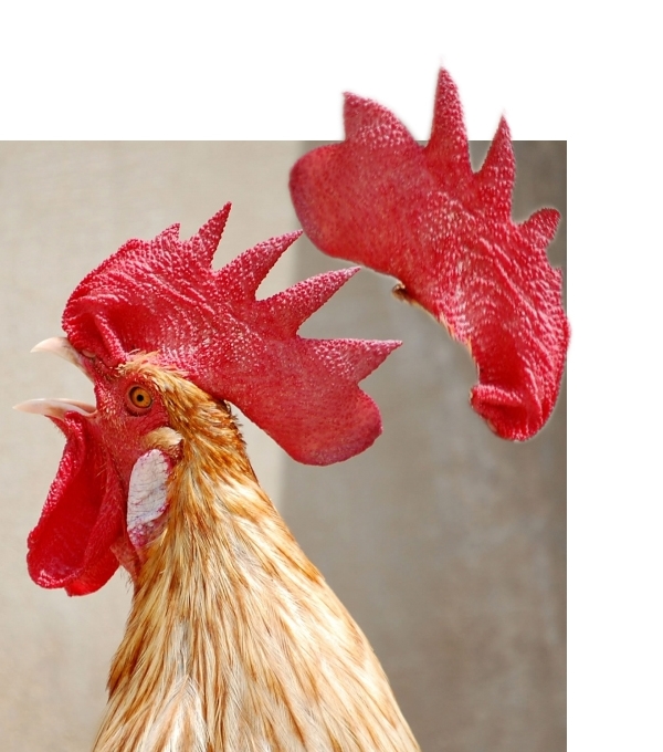 Creation of rooster_4c41f08059311: Step 1