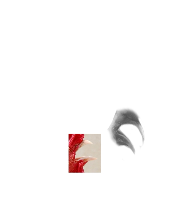 Creation of rooster_4c41f08059311: Step 2