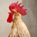 rooster source image