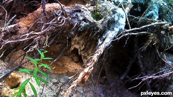 Fallen Tree Roots