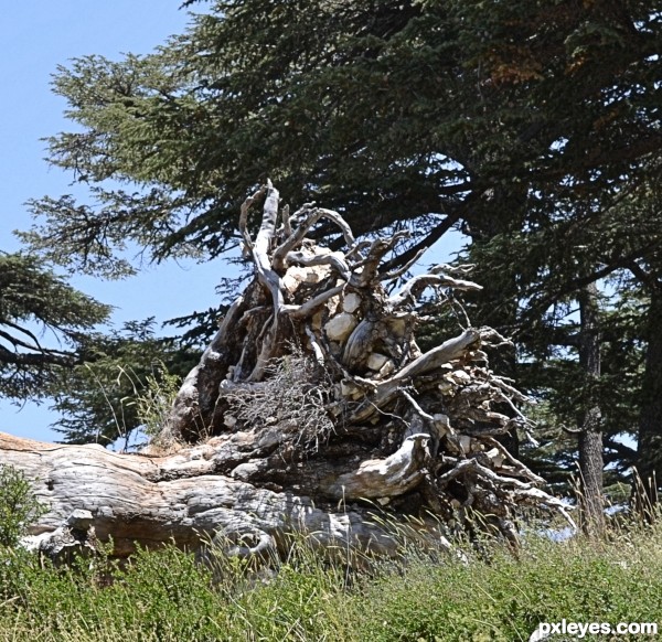 Over 1000 year old tree!