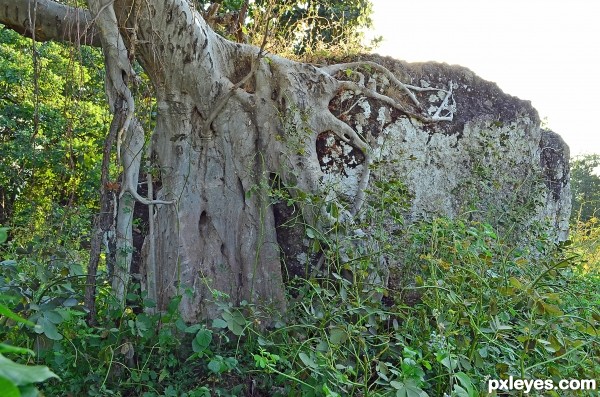 Root grasping stone