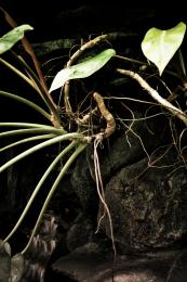 Dark Roots Picture