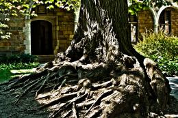 scholarly roots 