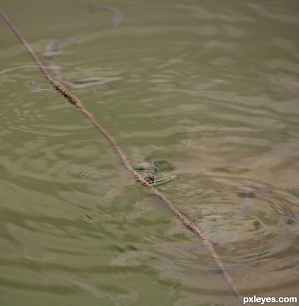 licked by fishes