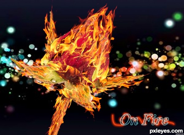 rose on fire