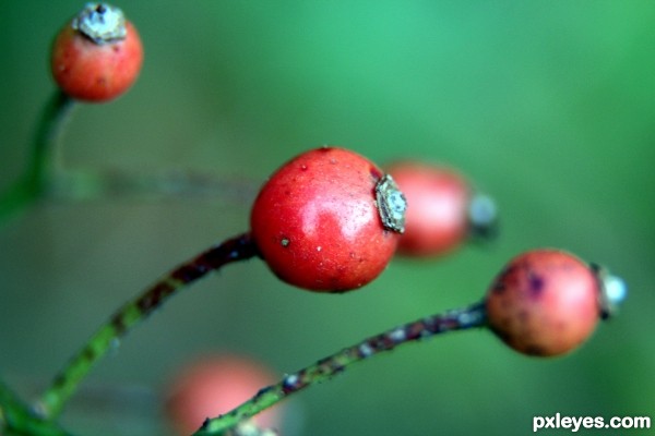 Berries