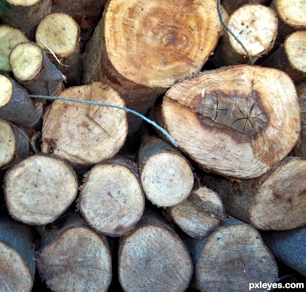 Round the Wood Pile