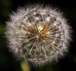 Within Dandelion