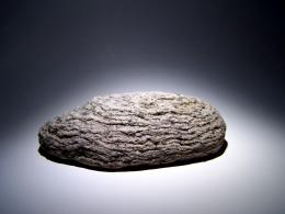 My pet rock.