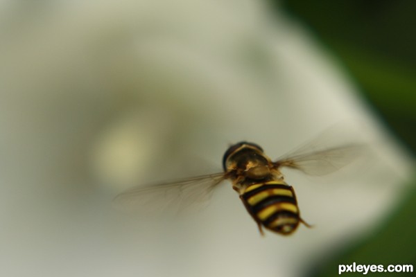 In Flight