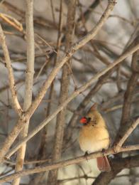 Cardinal in the Corner
