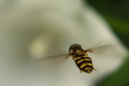 In Flight