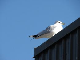 Seagull