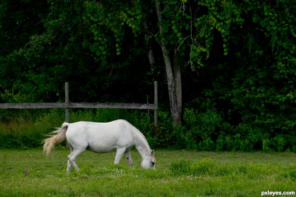 White Horse