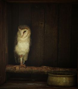 Ode to the Barn Owl