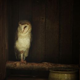 Ode to the Barn Owl Picture