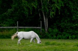 White Horse