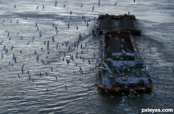 Birds and a ship