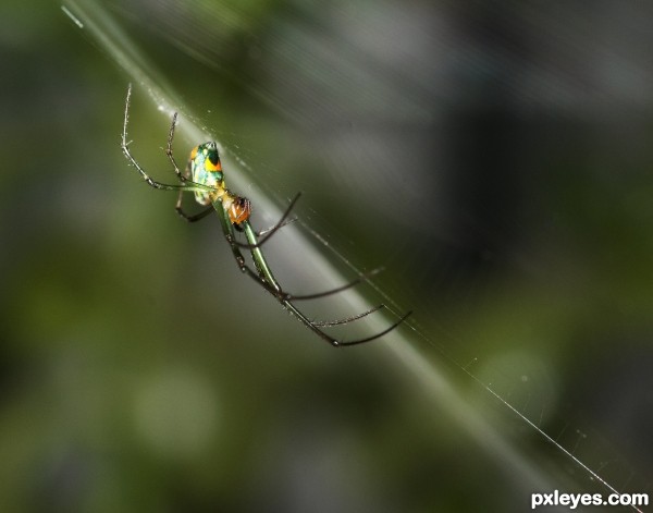 Colorful resident