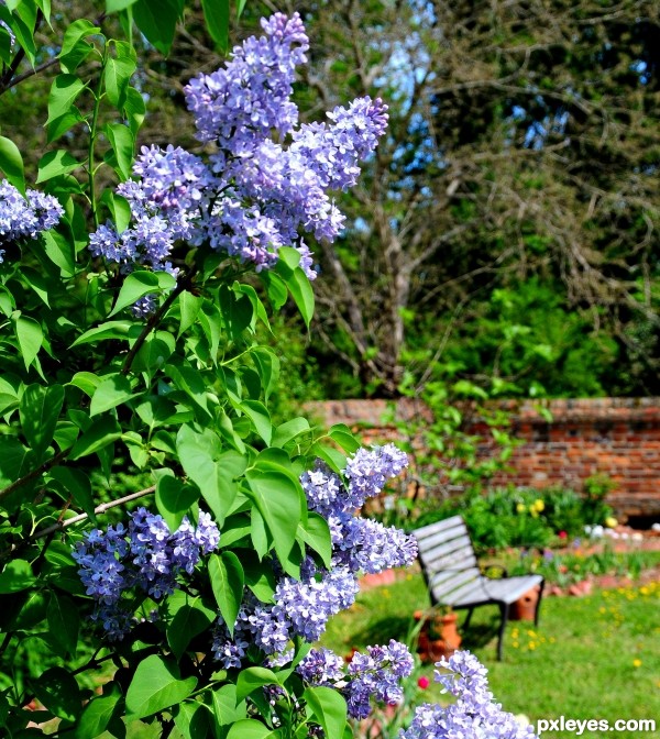 Through the Lilacs