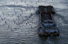 Birds and a ship