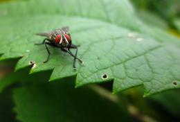 EegaHousefly