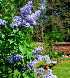 Through the Lilacs