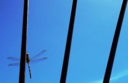 dragonfly