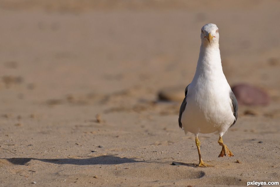 Beach Inspector