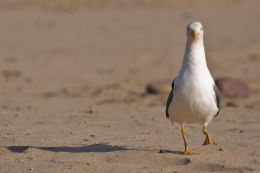 Beach Inspector