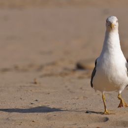 BeachInspector