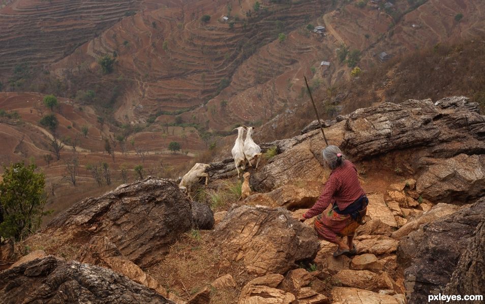 Goatkeeper of Nepal