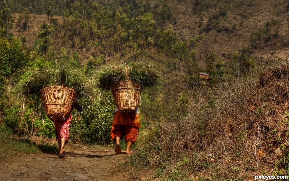 Rural Twins