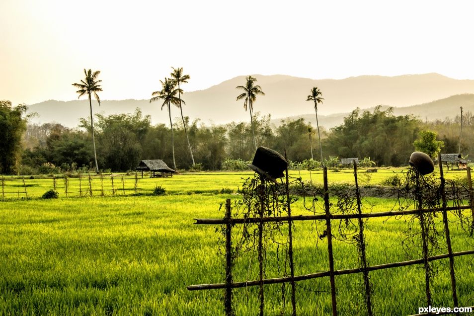 Rice Field and Cooking Pots