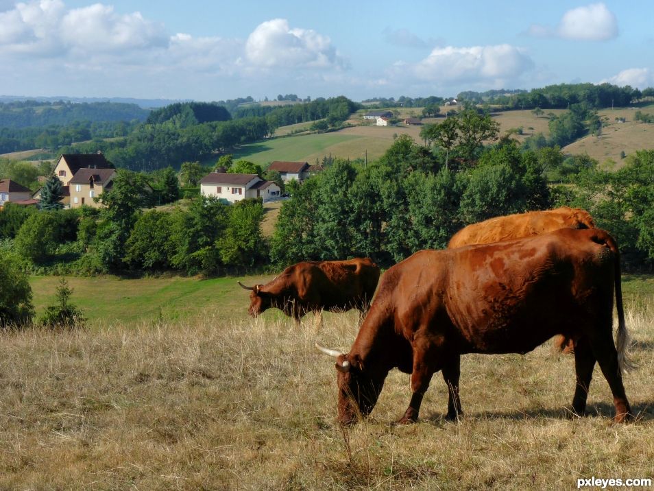 Cows in the countryside