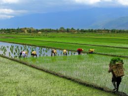 In the Fields