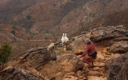 Goatkeeper of Nepal Picture