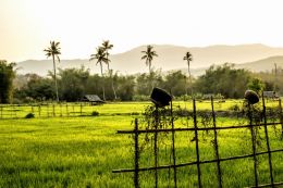 Rice Field and Cooking Pots