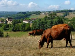 Cows in the countryside